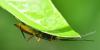 Cryptinae inconnu